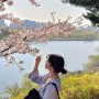선유도공원 벚꽃 나들이🌸