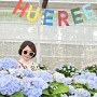 제주 휴애리 수국축제 4월 유채꽃 자연생활 공원