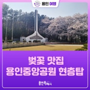 [용인여행] 벚꽃맛집 용인중앙공원 현충탑