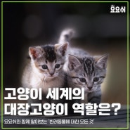 고양이 세계의 대장 고양이 역할은?