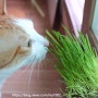 고양이캣그라스 고양이풀 간식추천