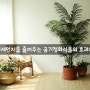 [쁘리레생활정보] 실내 미세먼지를 줄여주는 공기 정화 식물의 효과와 종류