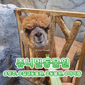 [청주/석곡동] 아이와가볼만한곳 실내 동물원 쥬니멀 동물원