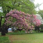 겹벚꽃 핀 경상감영공원