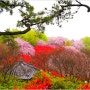 완산칠봉꽃동산 완산공원 에서