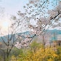 우리동네 벚꽃 사진/벚꽃길/ 벚꽃명소 그리고 벚꽃 엔딩 (강원도 원주 연세대미래캠퍼스)