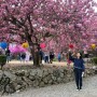 핑크솜사탕 몽글몽글/순천 선암사 겹벚꽃