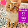 (♥급/4월20일까지 새임보처를 찾아야돼요!)♥애교천재! 골골송 무릎냥 푸딩이, 임보/ 입양전제 임보 가족 찾아요 (냥이와도 잘지냄)