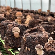 경성당 참송이버섯 - 산지직송, 친환경, 무농약 인증
