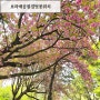 서울겹벚꽃명소 보라매공원 개화상황 위치 봄꽃놀이