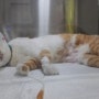 (뉴스)고양이 집단발병 사망사고