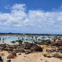 하와이 여행 7일 - 푸푸케아 비치 > 돌 플랜테이션