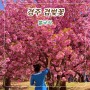경주 불국사 겹벚꽃 실시간 온세상이 핑크빛(주차 정보)