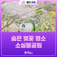 [용인여행] 용인 숨은 벚꽃 명소! 한적하고 나만 알고 싶은 소실봉공원