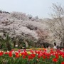 벚꽃 절정인 날의 기록-연희 숲속쉼터, 허브공원, 에버그린