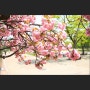 서울 난지천공원 겹벚꽃