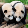 [오늘의영어뉴스116]Everland releases photos of Fu Bao's twin siblings celebrating 100 days