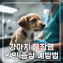 강아지 췌장염 증상과 원인 예방법