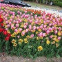 대전여행]한밭수목원에 가득 핀 튤립으로 봄날을 만끽하다.