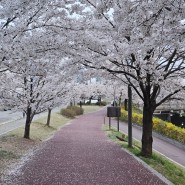 4월일상/벚꽃시즌,투표,출장