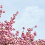 봄, 사람 몰리는 하남 미사🌸 (미사경정공원 겹벚꽃 / 아펠톤 군락)