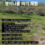 경북 예천군 금당실마을에서 명이나물 따기 체험 진행하다.