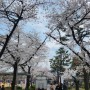 2024 정독도서관 벚꽃 구경