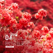 [전북 전주] 울긋불긋 겹벚꽃 꽃대궐이 열렸다, 완산칠봉(완산공원) 꽃동산 실시간 현황