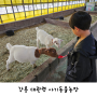 강릉 아이와 가볼만한곳 대관령 아기동물농장 먹이체험