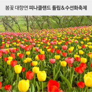 [피나클랜드 수목원]튤립&수선화축제/[아산 지중해마을]한국의 산토리니/현충사