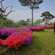 소소한 꽃구경: 장성 황룡강 철쭉