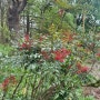 영국 정원 남천나무 난디나 도메스티카(Nandina Domestica) 이사벨라가든 천상의 대나무 남천나무 꽃말