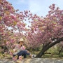 4월 봄꽃구경 가볼만한곳 부산 민주공원 왕벚꽃