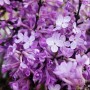 봄꽃 팥꽃나무 보라색 꽃 살펴보기
