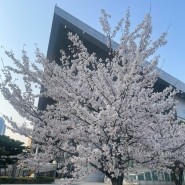2024년도 인천 벚꽃구경 기록