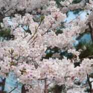24.4월일상 (1) 봄이 왔다 ↗