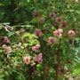 서대문구 안산 제비꽃,야생화 ( 2024년 4월 13일 )