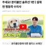 [AI 동영상요약 코얼리] 설채현 수의사님과 강아지 분리불안 해결방법 알아보기!