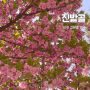 대구 겹벚꽃 명소 산책하기 좋은 진밭골 산림공원 만개 실시간(개화시기)