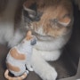 고양이 루세떼 마리엘피규어에서 제작한 반려동물 피규어