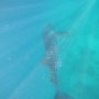 04.16 고래상어투어 "Swimming in the ocean with the whaleshark is one of nature’s most incredible experienc