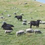 뉴질랜드 이민 질문 (낙농업)