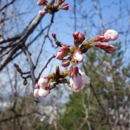 [240331 / 대구 달서구] 궁산 벚꽃 진달래 산책