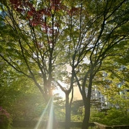 대학원 장학금 받음, 이사병, 부동산 생각