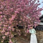 [순천 4월 여행지] 4월 중순 만개한 순천 선암사 겹벚꽃