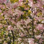 2024년의 봄, 겹벚꽃과 함께하는 매일