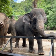 (방콕파타야 여행) 파타야 동물원 카오키여우 오픈주 / 박군투어 픽업 / 원숭이 무서워