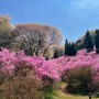 경기도 꽃구경 진달래축제 온 세상이 핑크빛
