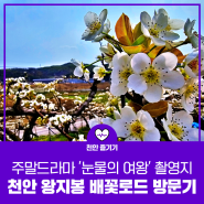 [✈️ 천안시민리포터] 눈물의 여왕 촬영지로 핫한 천안 왕지봉 배꽃로드