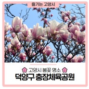 [🌸고양시 봄꽃 명소] 10분이면 봄꽃 만끽! (feat.충장체육공원)